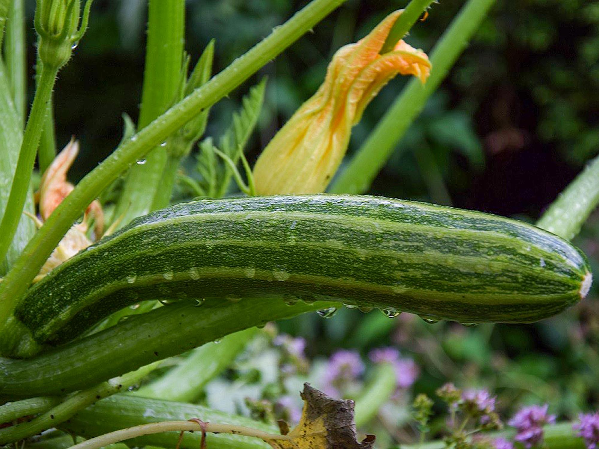 306949_Hochbeet-Saatgutbox_BM_02.jpg